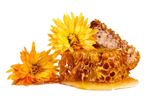 Propolis